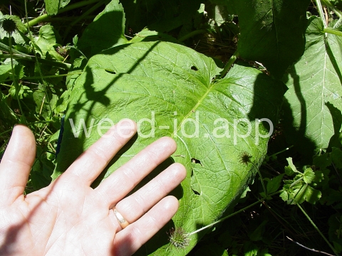 elecampane